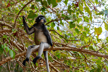 Dark-leaved monkey (also called spectacled langur) on a tree