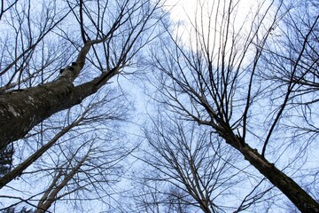 Obraz premium Low-angle shot of bare trees under the blue sky