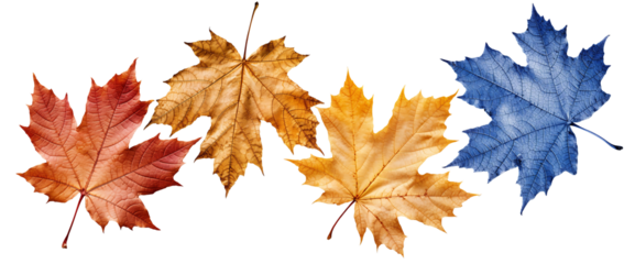 Set of maple leaves. Autumn maple tree leaf for the design of greeting cards, holiday banners, and posters.