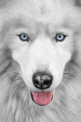a husky dog with blue eyes is staring to the camera © Raul Navarro González/Wirestock Creators