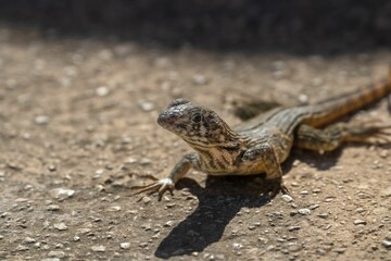 a lizard that is sitting in the dirt by itself on a ground