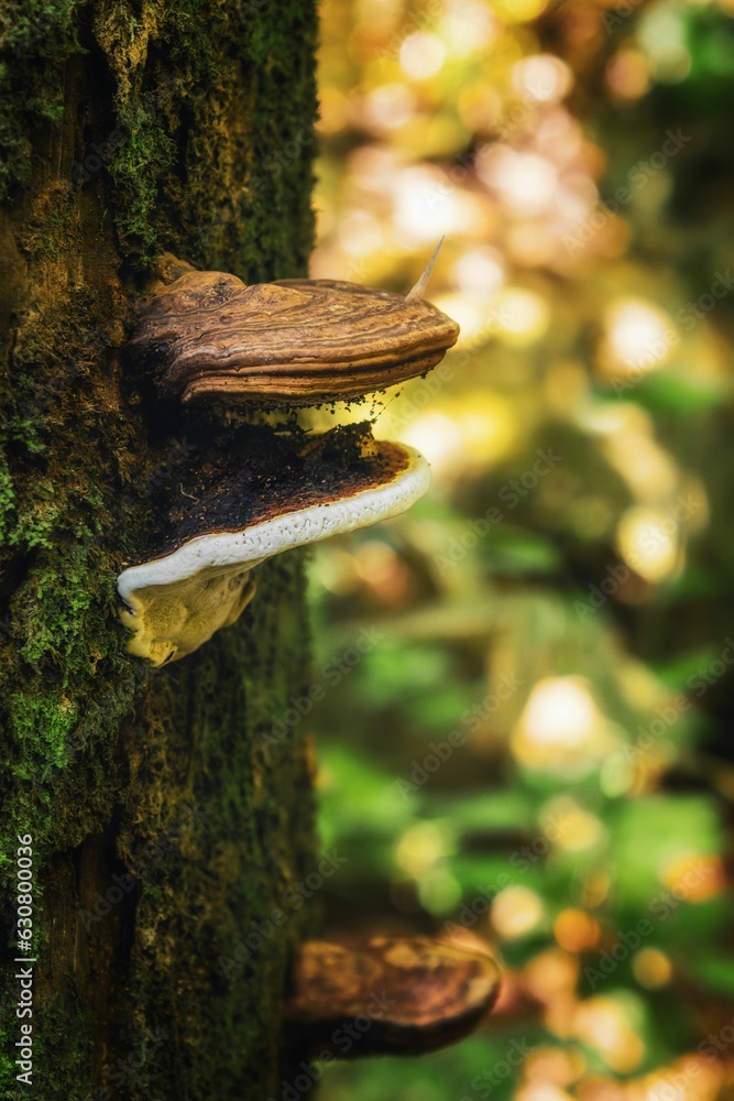 Poster closeup shot of a mossy tree trunk with polypore fungi in a jungle setting.