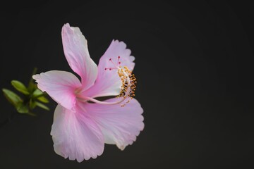 Fototapeta na wymiar Closeup of pink Hibiscus rosa-sinensis on a shrub
