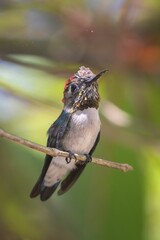 Fototapeta premium Close-up of a beautiful bee hummingbird standing on a thin tree branch