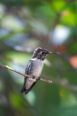Close-up of a beautiful bee hummingbird standing on a slender tree branch