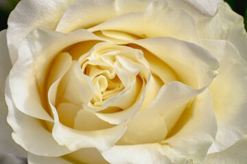 Close-up overhead view of a white rose
