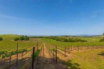 Fototapeta na wymiar Scenic view of an orchard and vineyard, with lush green vines stretching across the landscape