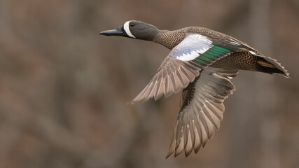 Closeup shot of a blue-winged teal (Spatula discors) in flight
