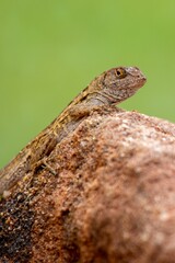 Closeup shot of a lizard perched atop a gray rock in a natural environment