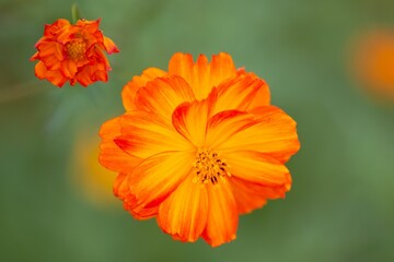Closeup shot of a vibrant orange Cosmos flowers in the garden