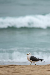 Seagull walking on a sandy beach