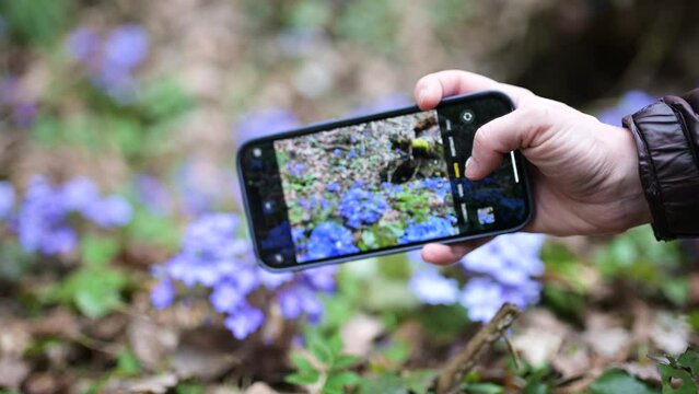 Close-up view of hand with cell phone making photo of blooming hepatica flowers