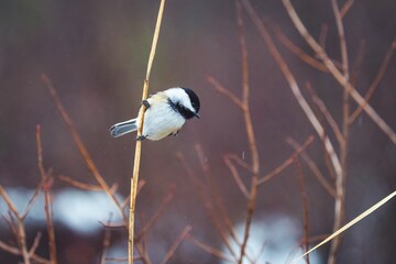 Adorable brown-headed tit on a thin, delicate tree branch