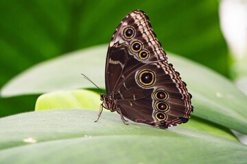 Macro shot of an orange-brown butterfly