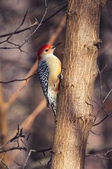 Vibrant red-headed woodpecker perched on a barren tree branch in its natural habitat