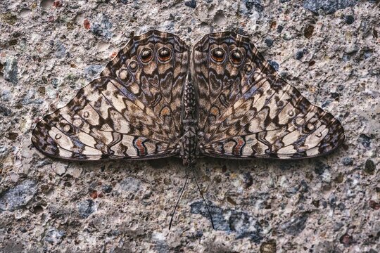 Macro shot of a beautiful Variable Cracker butterfly