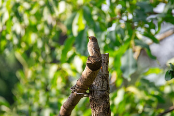 Little cute birds sing in the morning in the garden. Close up.