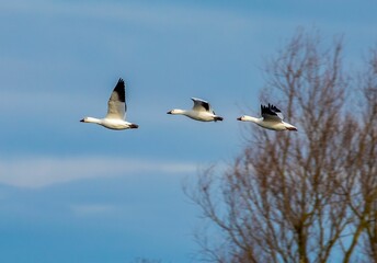 Flock of snow geese in flight