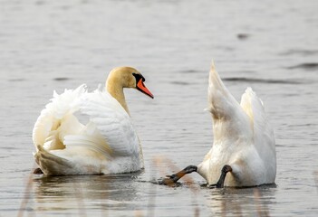 White mute swans swimming in a lake