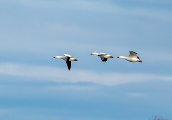 Flock of snow geese in flight