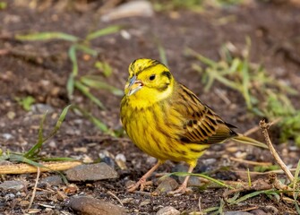 Yellowhammer (Emberiza citrinella) perched on a ground