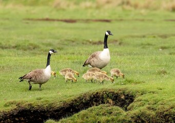 Canada Geese with goslings in a lush green grassy field