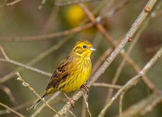 Yellowhammer (Emberiza citrinella) perched on a branch