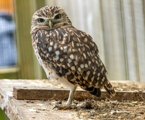 Closeup shot of an owl