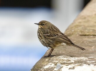 European rock pipit (Anthus petrosus) perched on wall