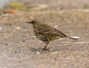 European rock pipit (Anthus petrosus) perched on the ground