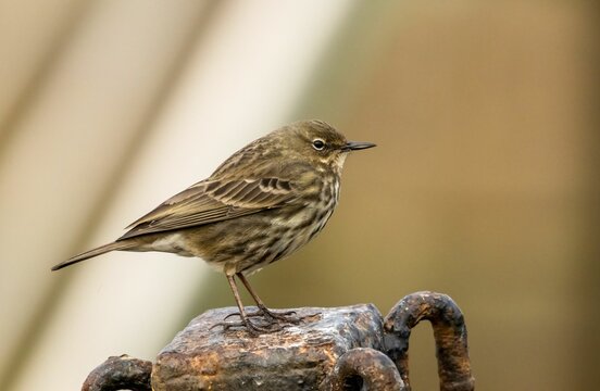European rock pipit (Anthus petrosus) perched on a metal structure