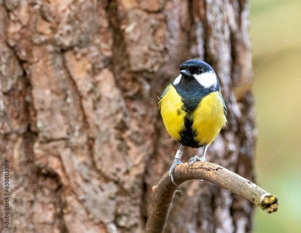 Poster a bird is perched on a tree branch in the forest