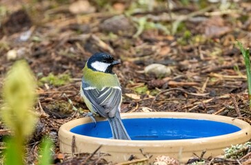 Great tits enjoying a bowl of water to drink and bathe in