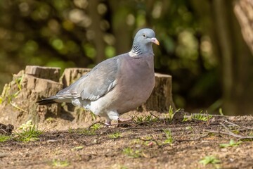 Wood pigeon in the forest