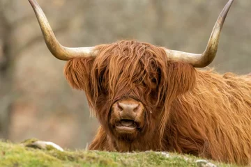 Photo sur Aluminium Highlander écossais Scottish brown highland cow with big horns in a meadow