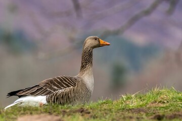 Naklejka na ściany i meble Greylag goose (Anser anser) in a field