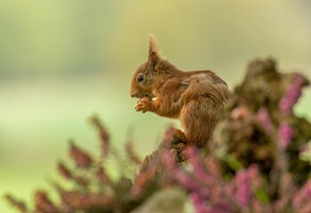 Fototapeta premium Red squirrel sits atop the trunk of a tall deciduous tree, holding a cluster of nuts in its hands