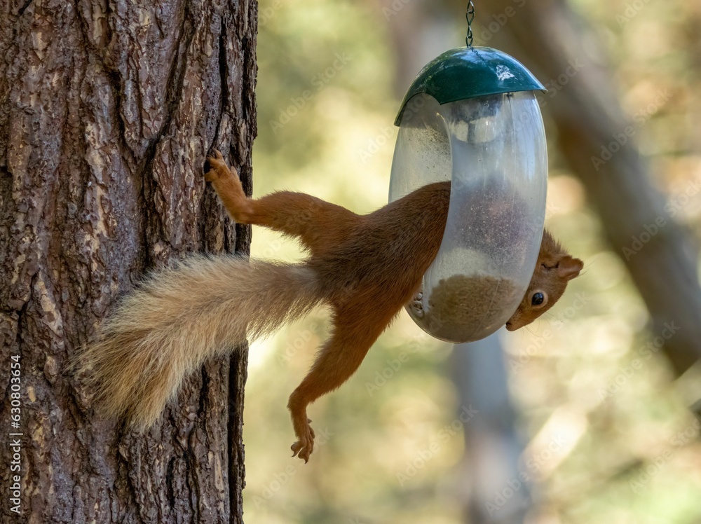 Poster closeup of a scottish red squirrel stretching from a tree trunk to a bird feeder