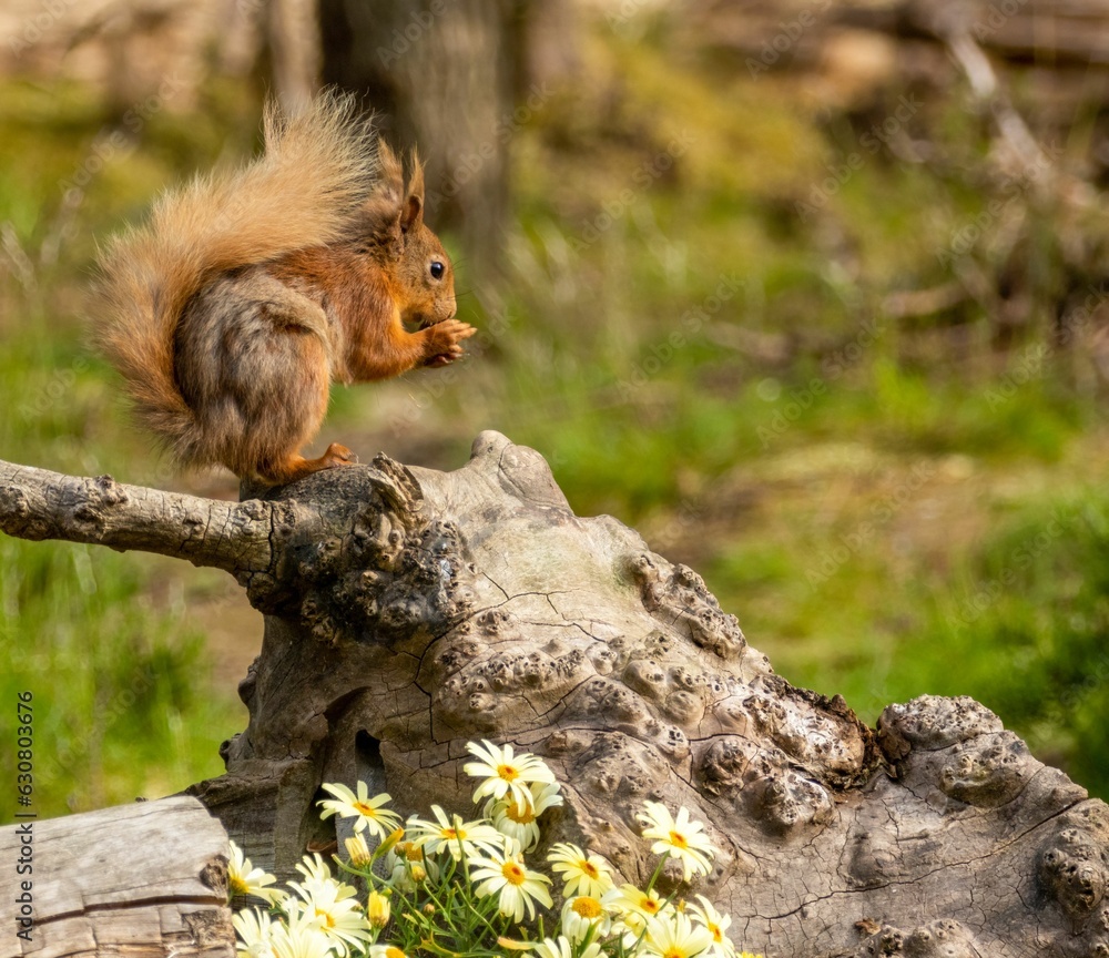 Aufkleber red squirrel sits atop the trunk of a tall deciduous tree, holding a cluster of nuts in its hands