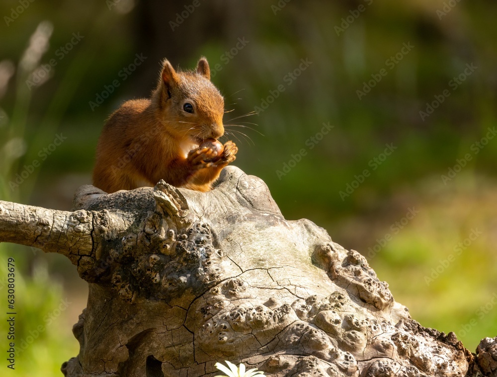 Poster red squirrel sits atop the trunk of a tall deciduous tree, holding a cluster of nuts in its hands