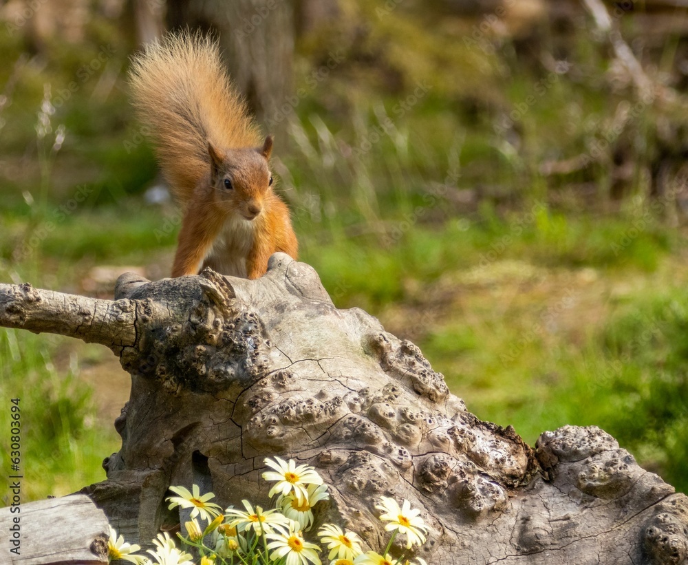 Poster red squirrel sits atop the trunk of a tall deciduous tree, holding a cluster of nuts in its hands