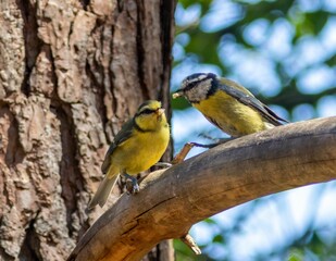 Eurasian blue tits perched side by side on a wooden branch with a clear sky backdrop