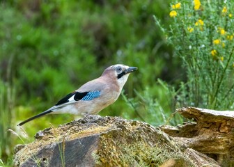 Obraz premium Eurasian jay bird perched atop a moss-covered stump in a lush meadow habitat