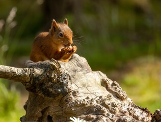 Red squirrel sits atop the trunk of a tall deciduous tree, holding a cluster of nuts in its hands