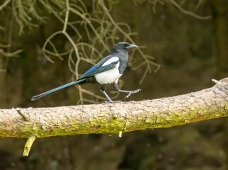 Eurasian magpie bird perched atop a wooden tree branch, surrounded by a scenic outdoor environment