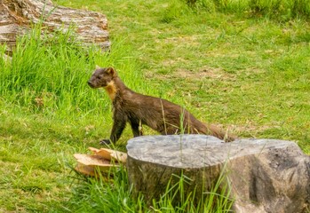 Close-up shot of a Pine marten  walking in a grassy meadow filled with lush green foliage