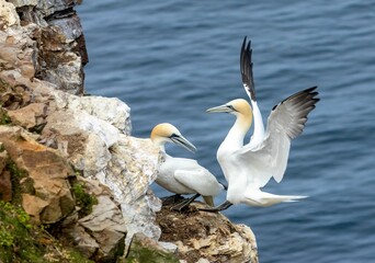 Elegant northern gannet gracefully soars through the air