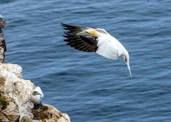 Elegant northern gannet gracefully soars through the air