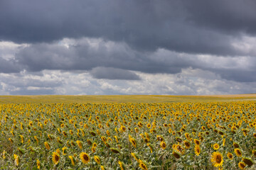 Obraz premium field of sunflowers