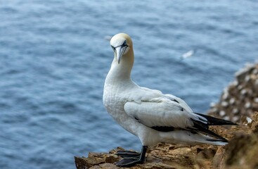 Closeup of a great northern gannet bird perched atop a large rock formation in a natural landscape
